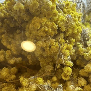 الوردة الذهبية