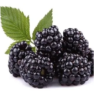 خليط خاص من مسحوق التوت الأسود الجاف