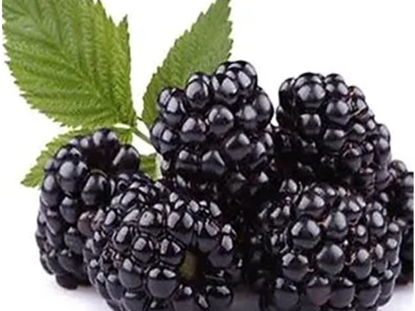 SPECIAL-MIX-DRY-BLACKBERRY-POWDER