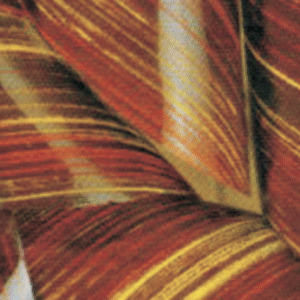 أوراق ترانسفير شيت شوكولاتة C-108